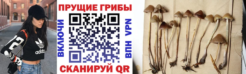 Купить где  Лихославль  Псилоцибиновые грибы GOLDEN TEACHER 